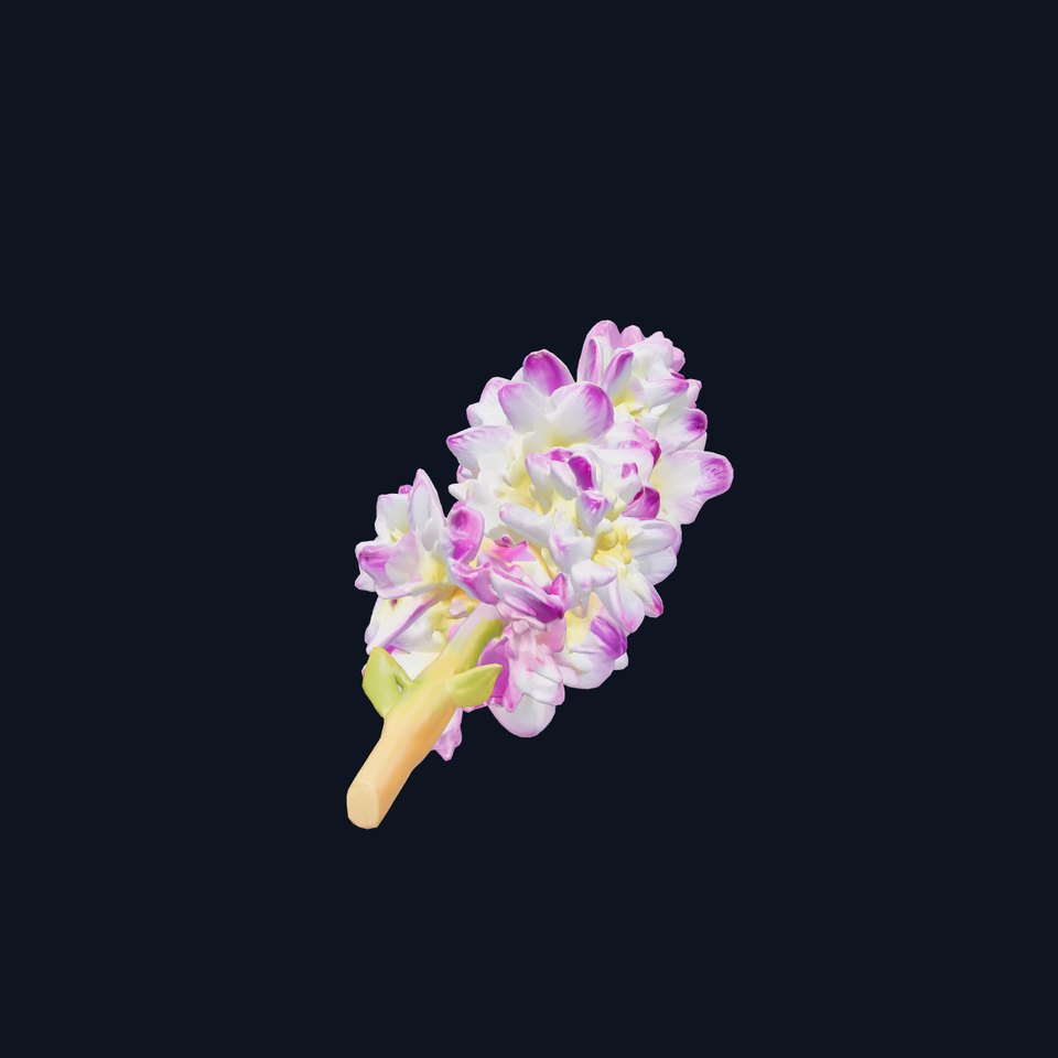 Bicolor Hyacinth Flower Gradient Petal model pack