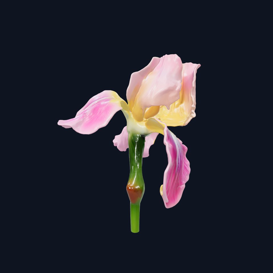 Pink Iris Flower Sculpture model pack