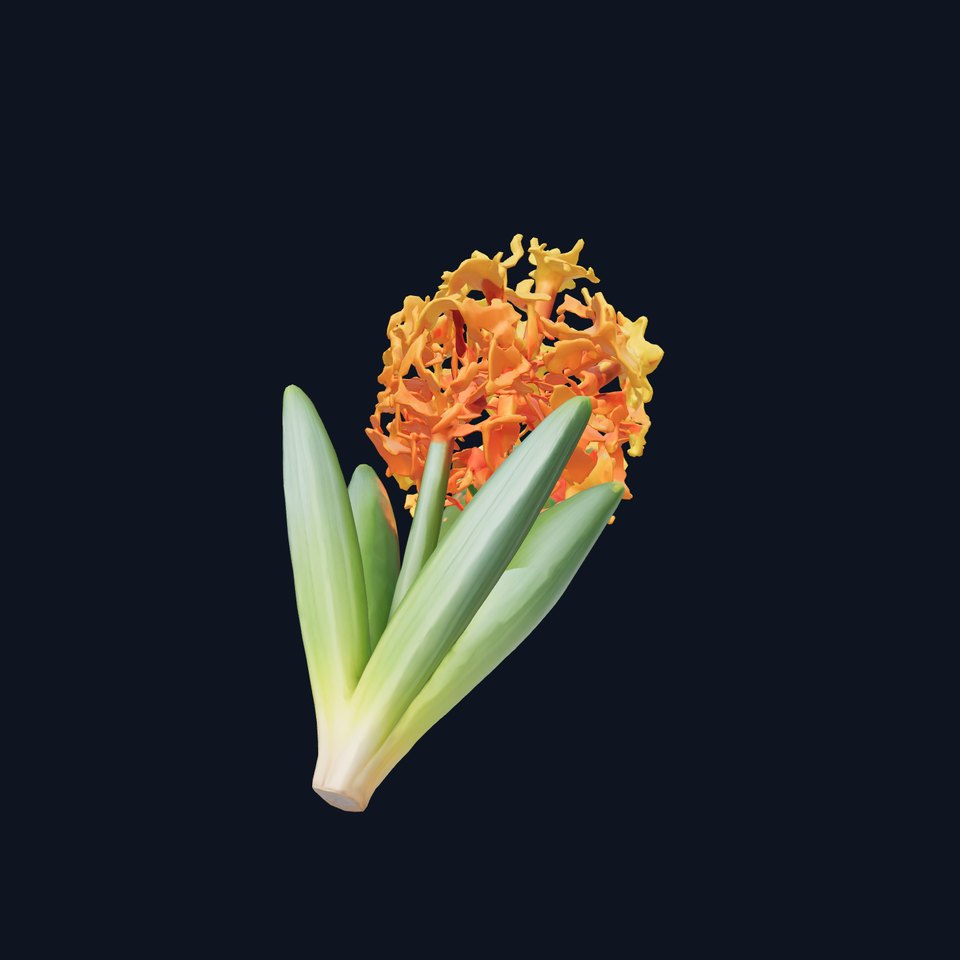 Orange Hyacinth Floral Model Pack with Detailed Textures