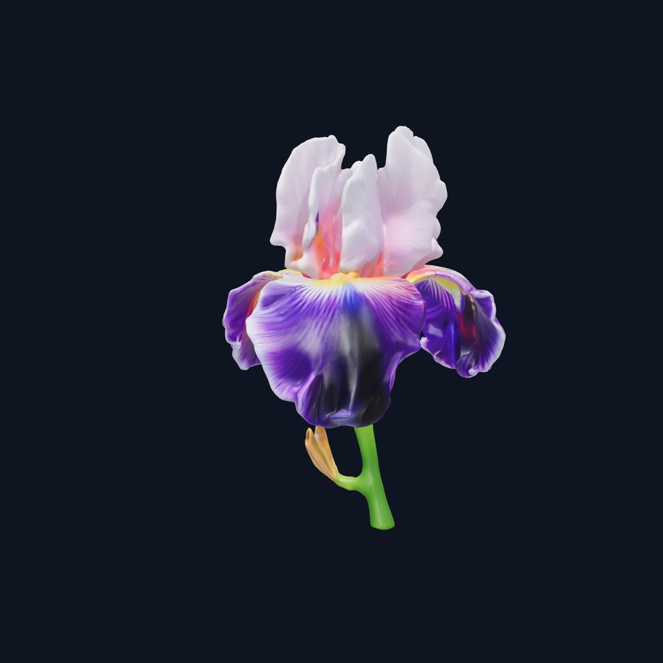 Double Iris Flower Layered Petals model pack
