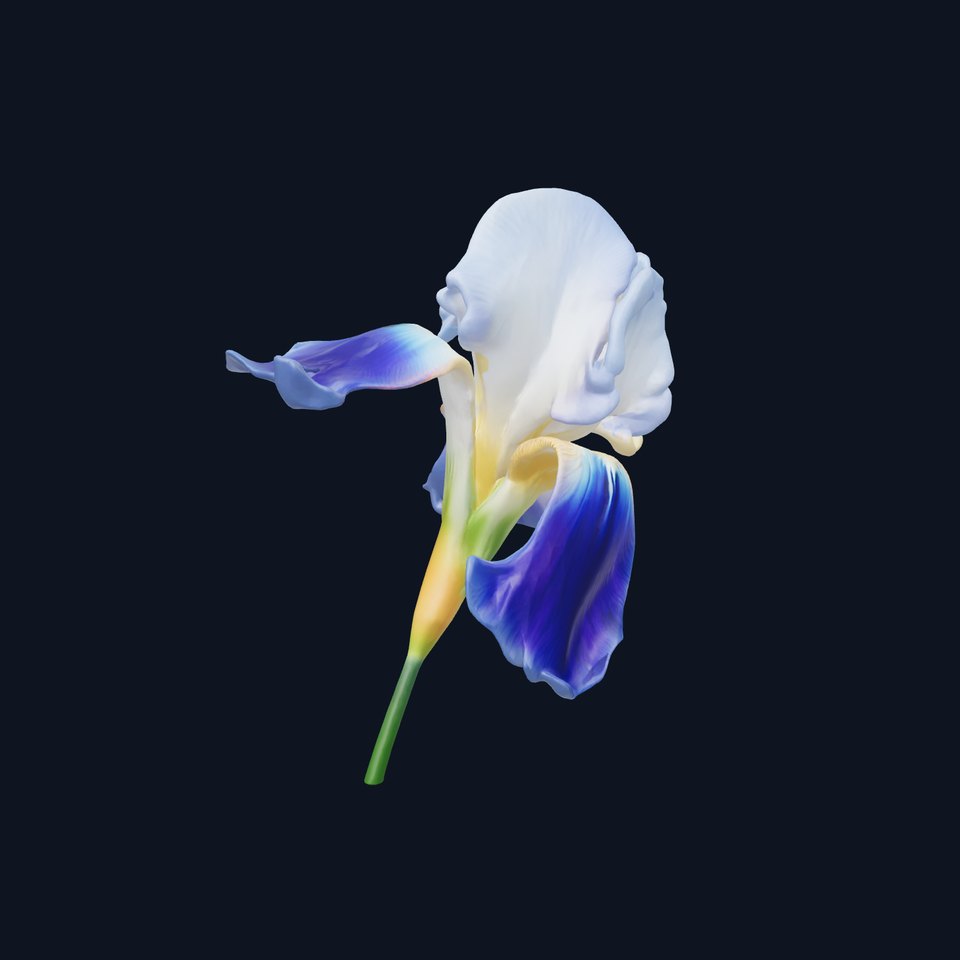 Bicolor Iris Flower Detailed Model Pack