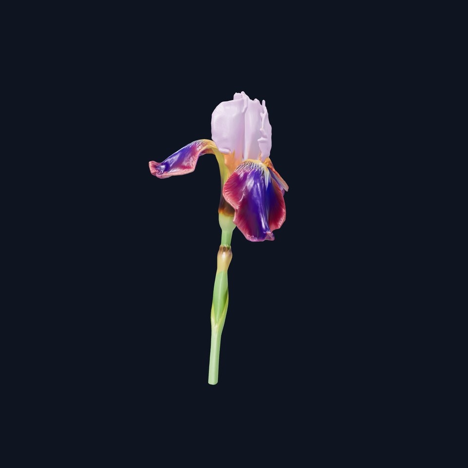 Dwarf Iris Bloom Miniature Elegance model pack