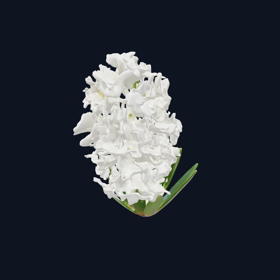 White Hyacinth Flower Realistic Model Pack