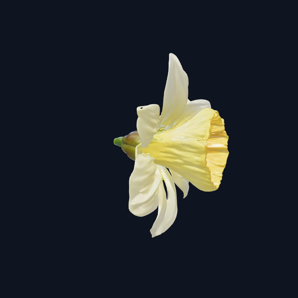 Narcissus Flower Detailed Model Pack