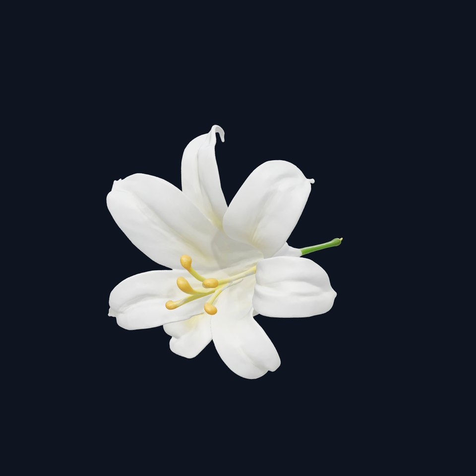 White Lily Candidum Flower model pack