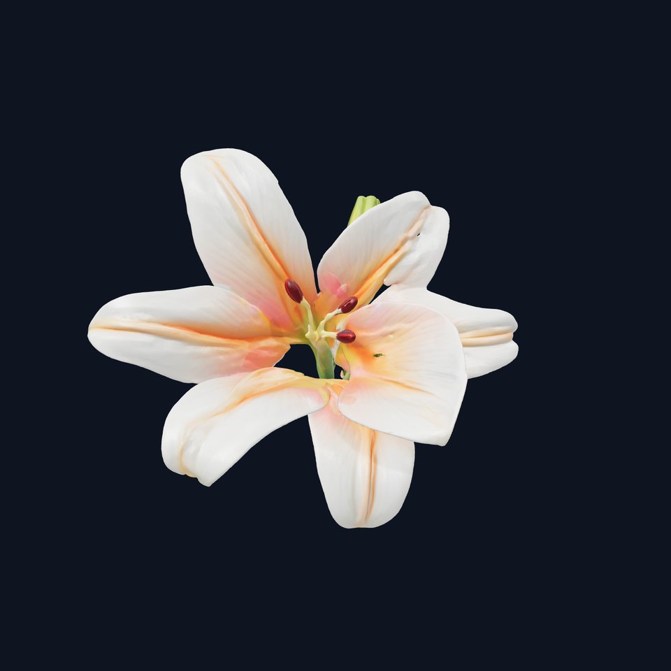 Oriental Lily Blossom 3D model pack