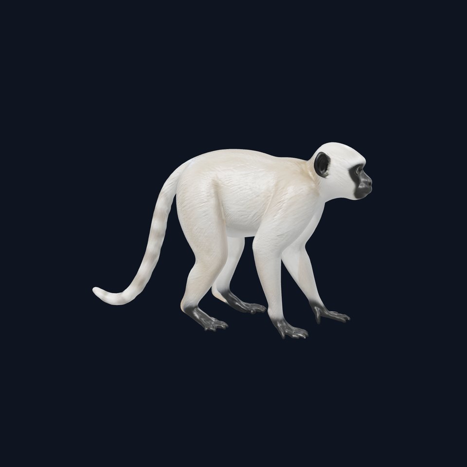 Gray Vervet Monkey Agile Form model pack