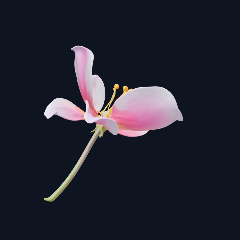 Enchanted Mystical Flower with Translucent Petals model pack