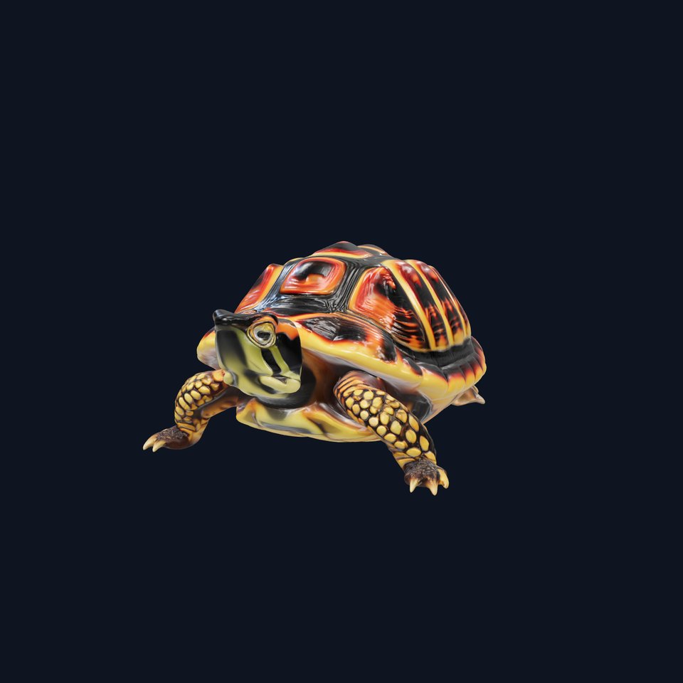 YellowMargined Box Turtle Realistic Detail Model Pack