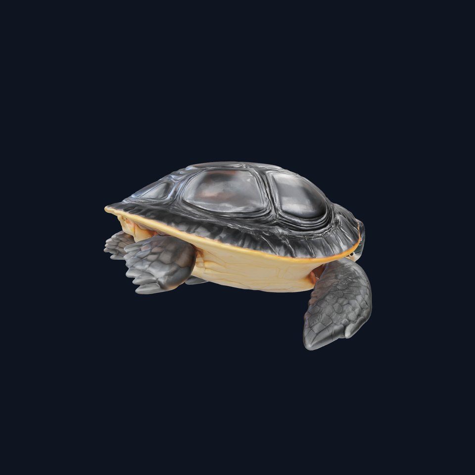 Caspian Turtle Smooth Shell Realism Model Pack