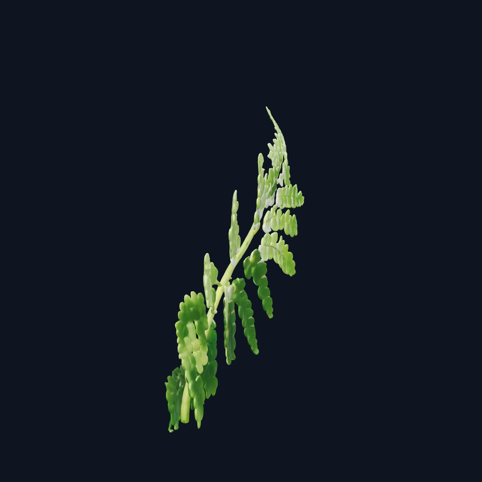 Realistic Pteridium Fern Leaf Model Pack