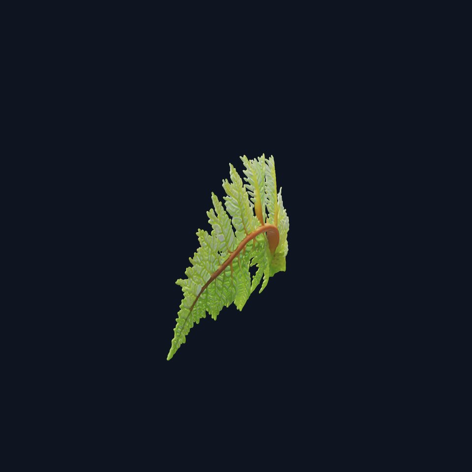 Realistic Davallia Fern Leaves model pack