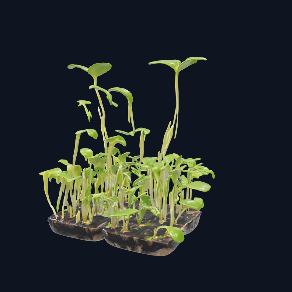 Vegetable Seedlings Realistic Texture model pack