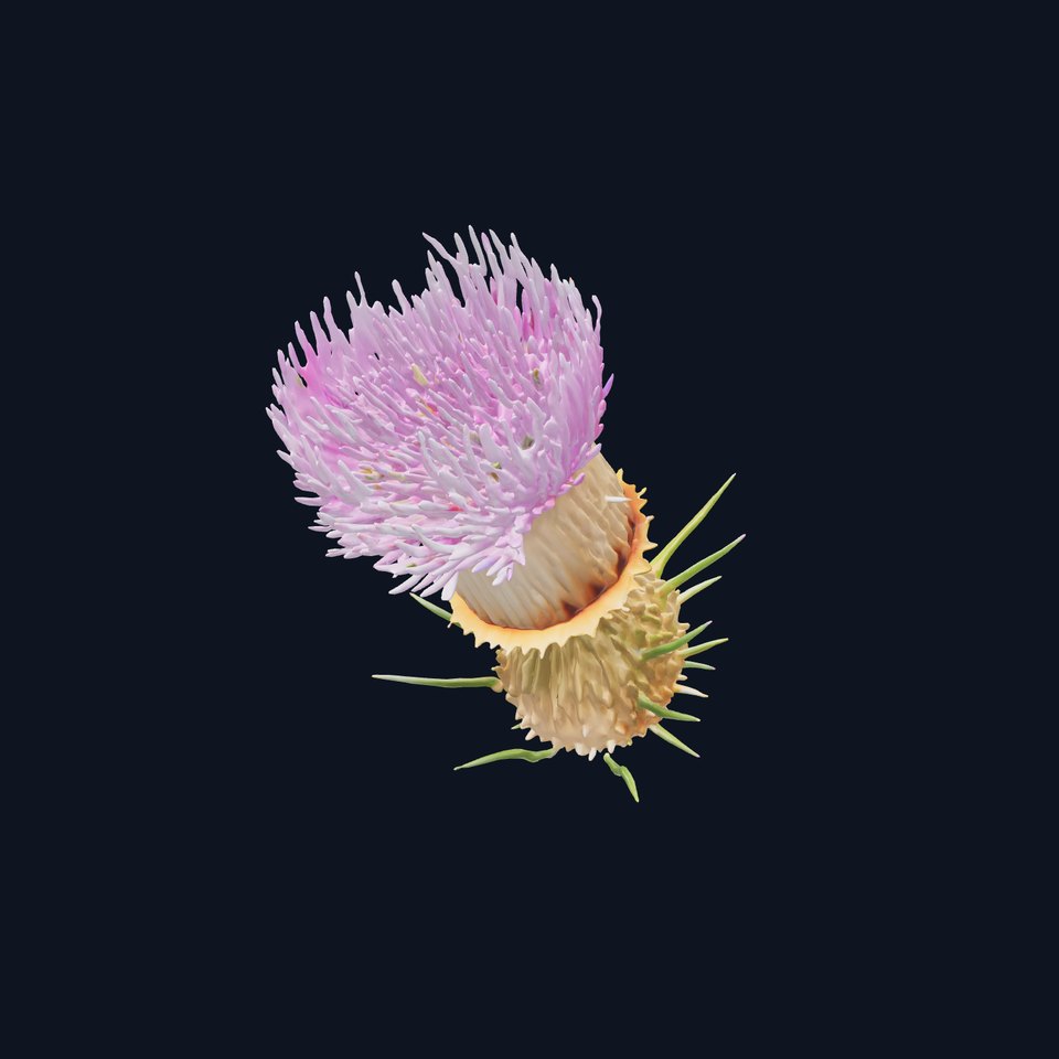 Thistle Flower Delicate Petal Model Pack