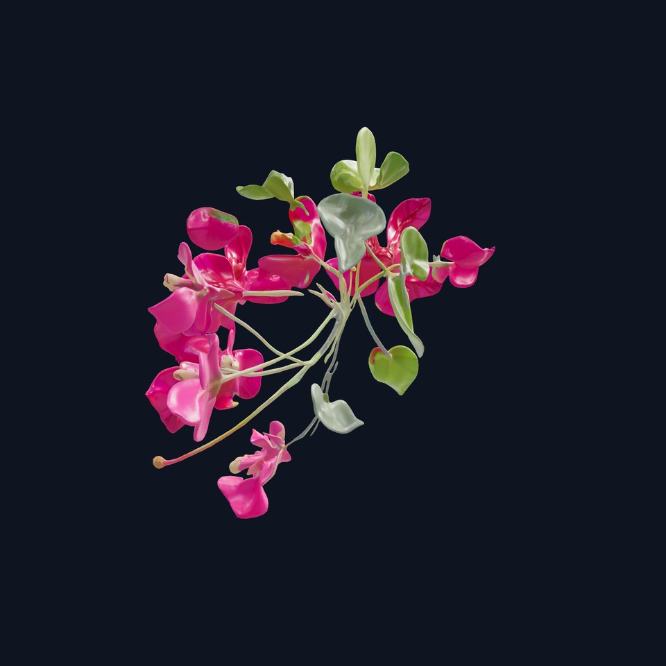 Bougainvillea Flower Detailed Flora Model Pack