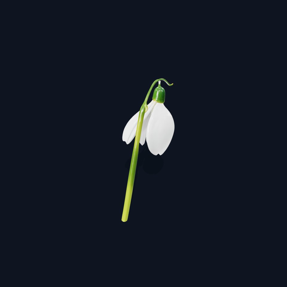 Snowdrop Flower D Model Pack
