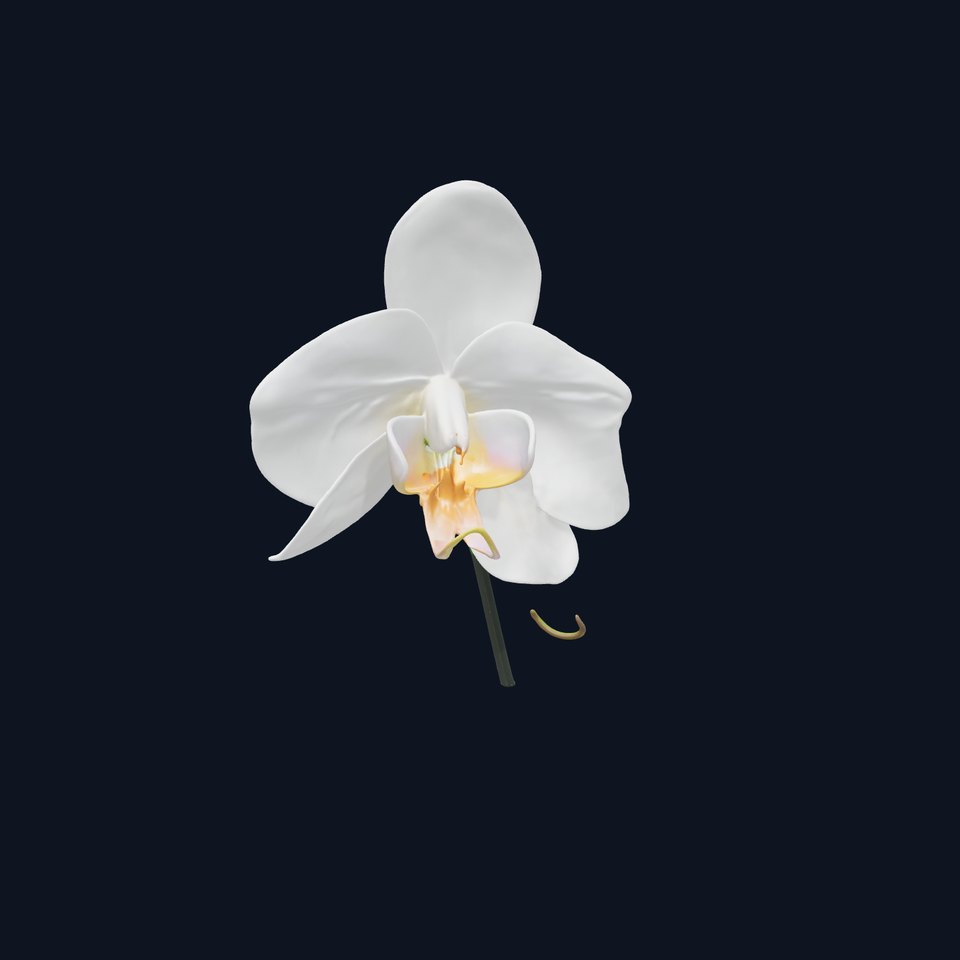 Elegant Orchid Flower D Model Pack