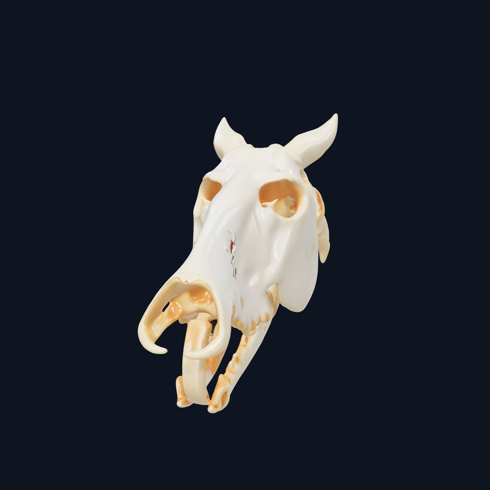 Realistic Animal Skull Model Pack