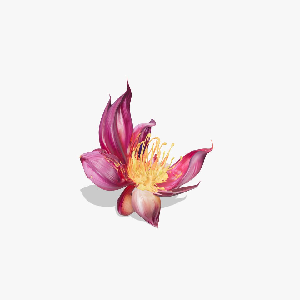 Exotic Flower Model Pack with PBR Textures
