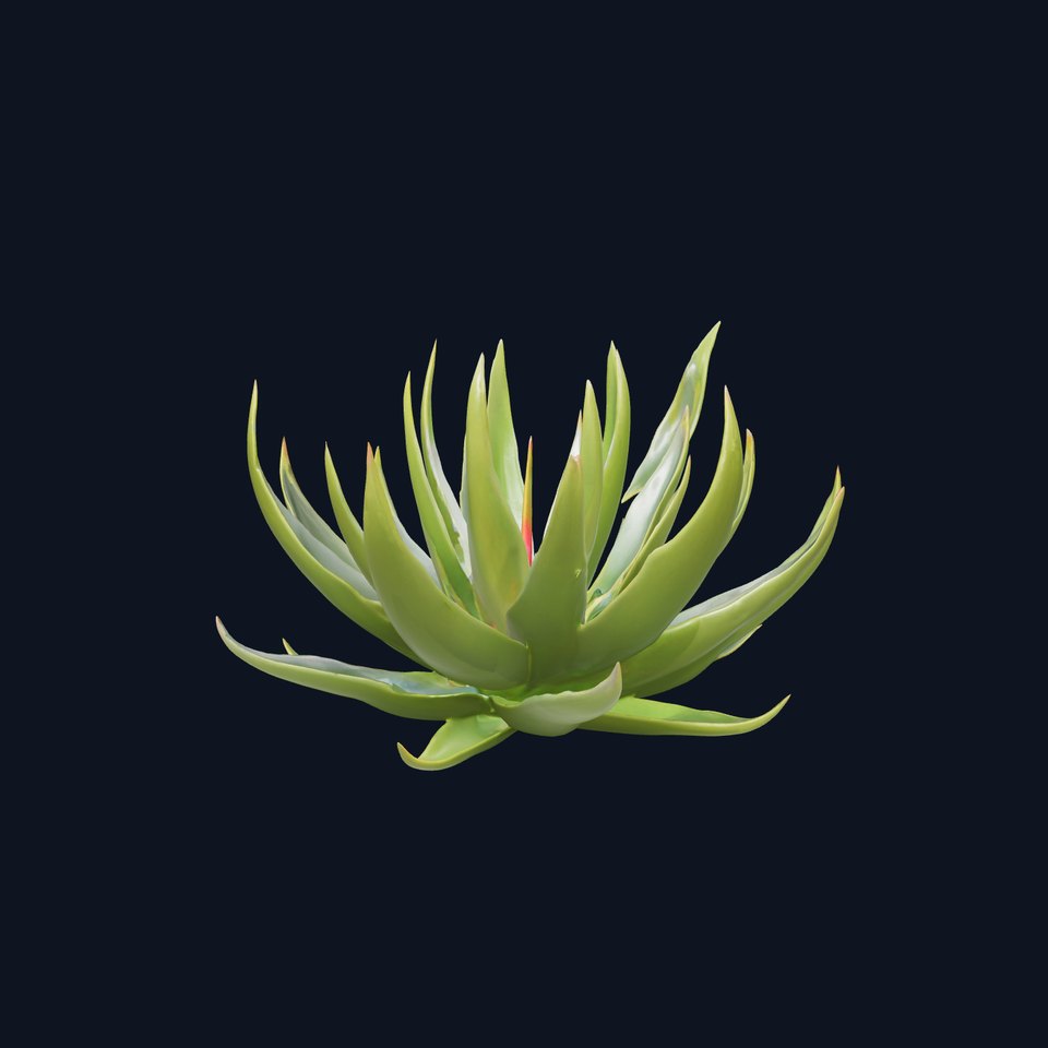 Aloe Succulent Model Pack for D Design and Rendering viewer poster