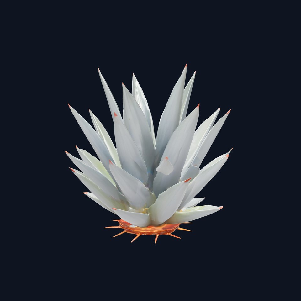 Agave Plant Model Pack for Realistic Rendering viewer poster