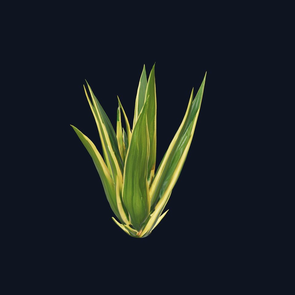 Agave Plant Model Pack with Realistic Textures