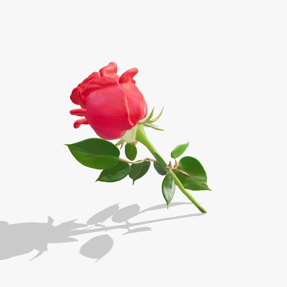 Realistic Red Rose D Model Pack