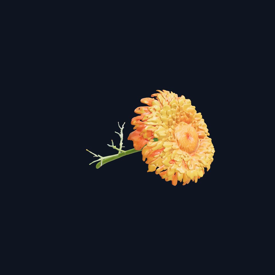 Orange Gerbera Daisy D Model Pack