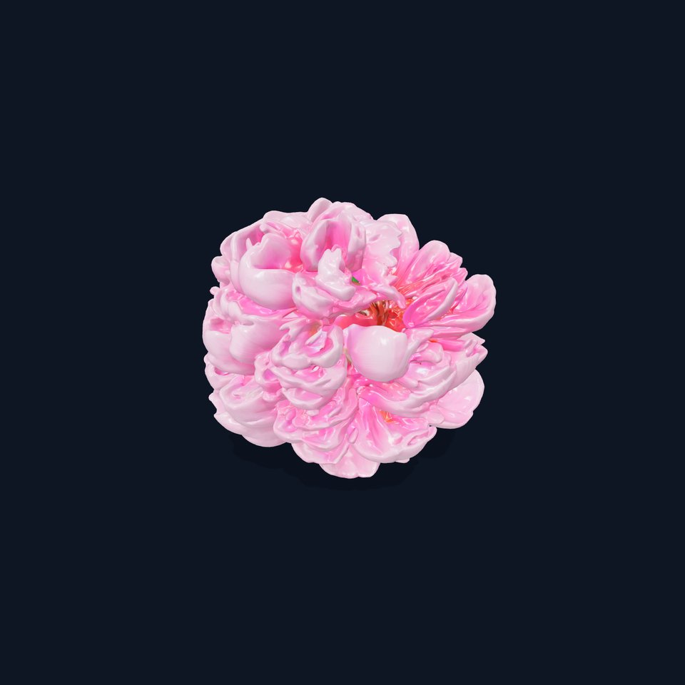 Peony Bloom D Model Pack