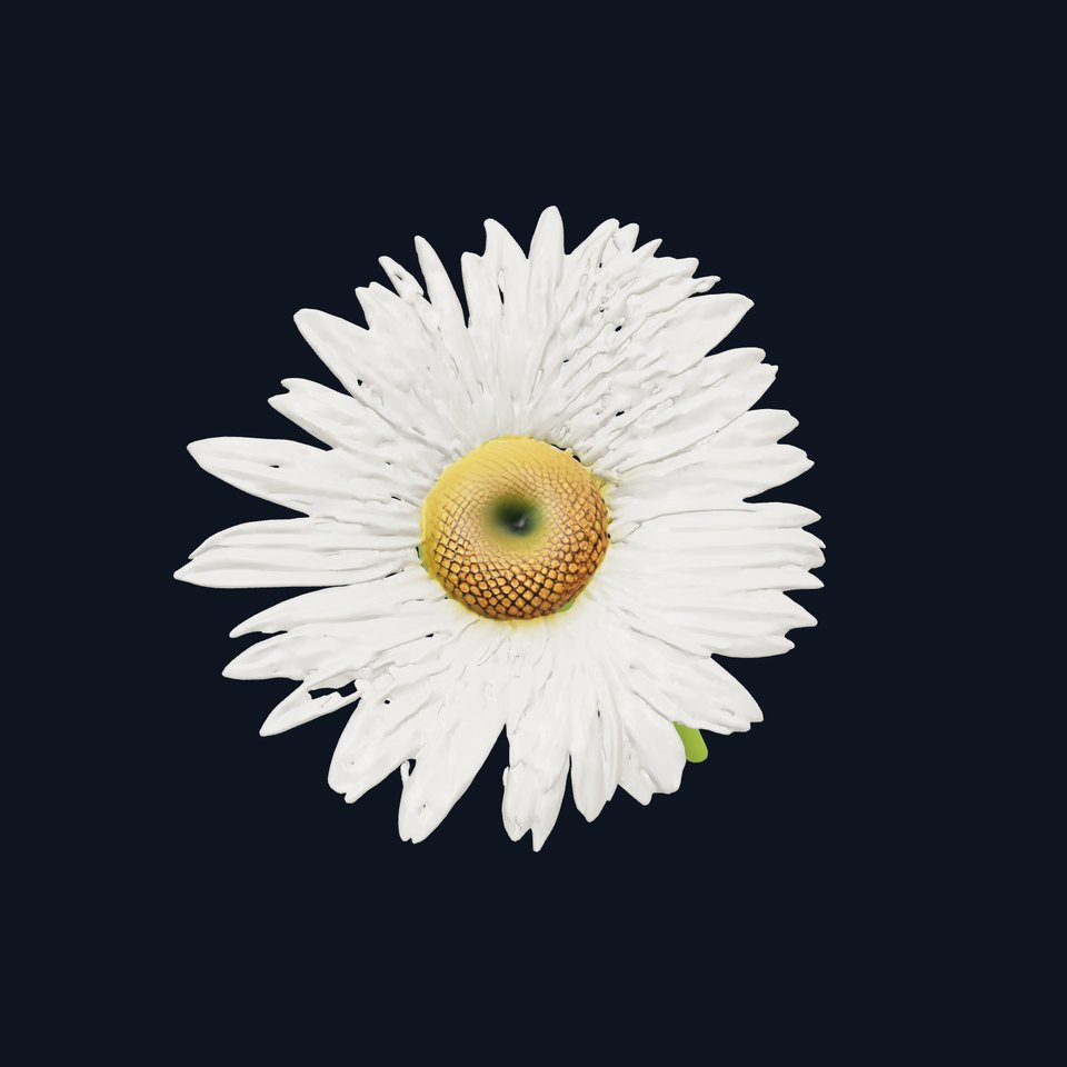 Realistic Daisy Flower Model Pack