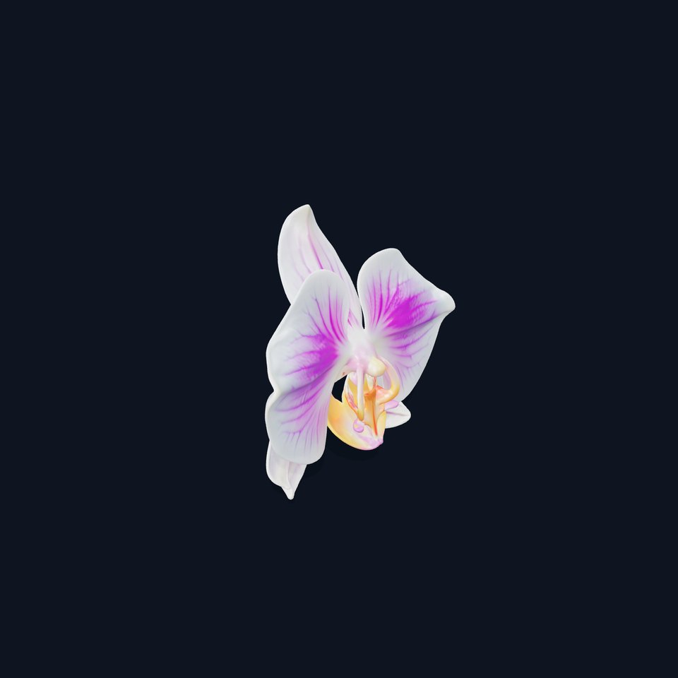 Phalaenopsis Orchid D Model Pack