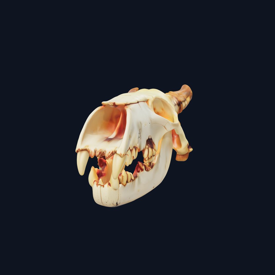 Realistic Animal Skull Model Pack for Animation