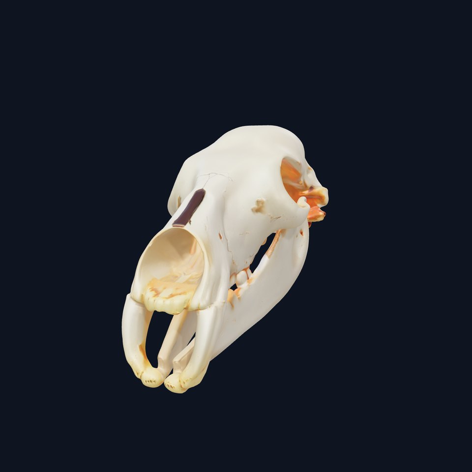 Animal Skull D Model Pack