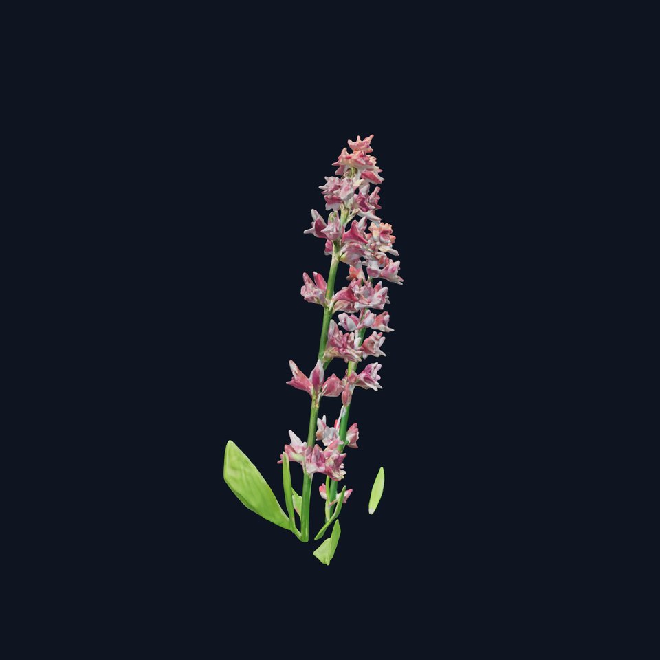 Realistic Lavender Plant Model Pack for D Visualizations