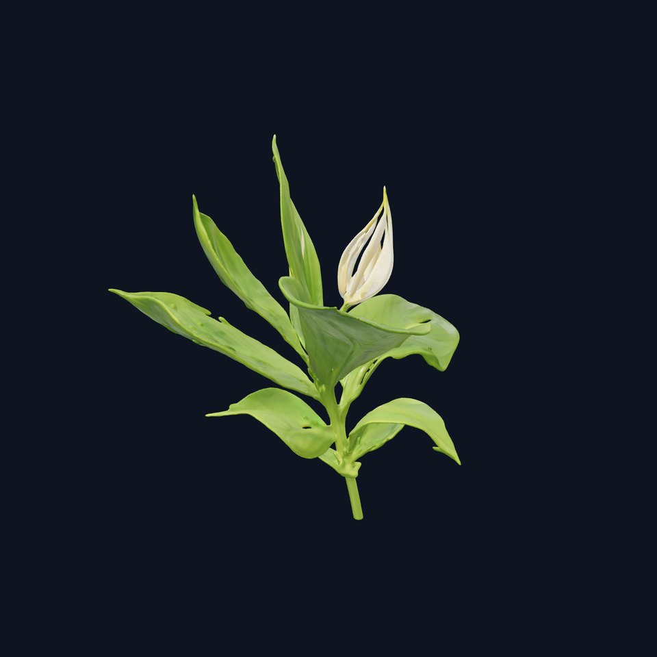 Calla Lily Model Pack with Detailed Textures