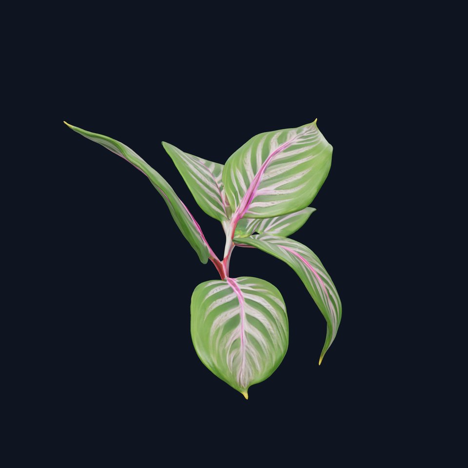 Tropical Plant Leaves Model Pack