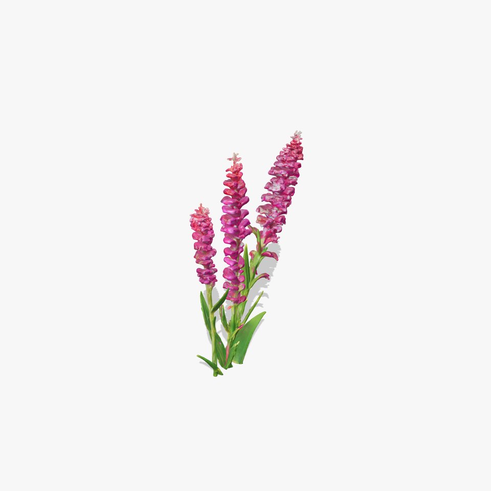 Purple Flower Model Pack  High Detail Botanical Collection
