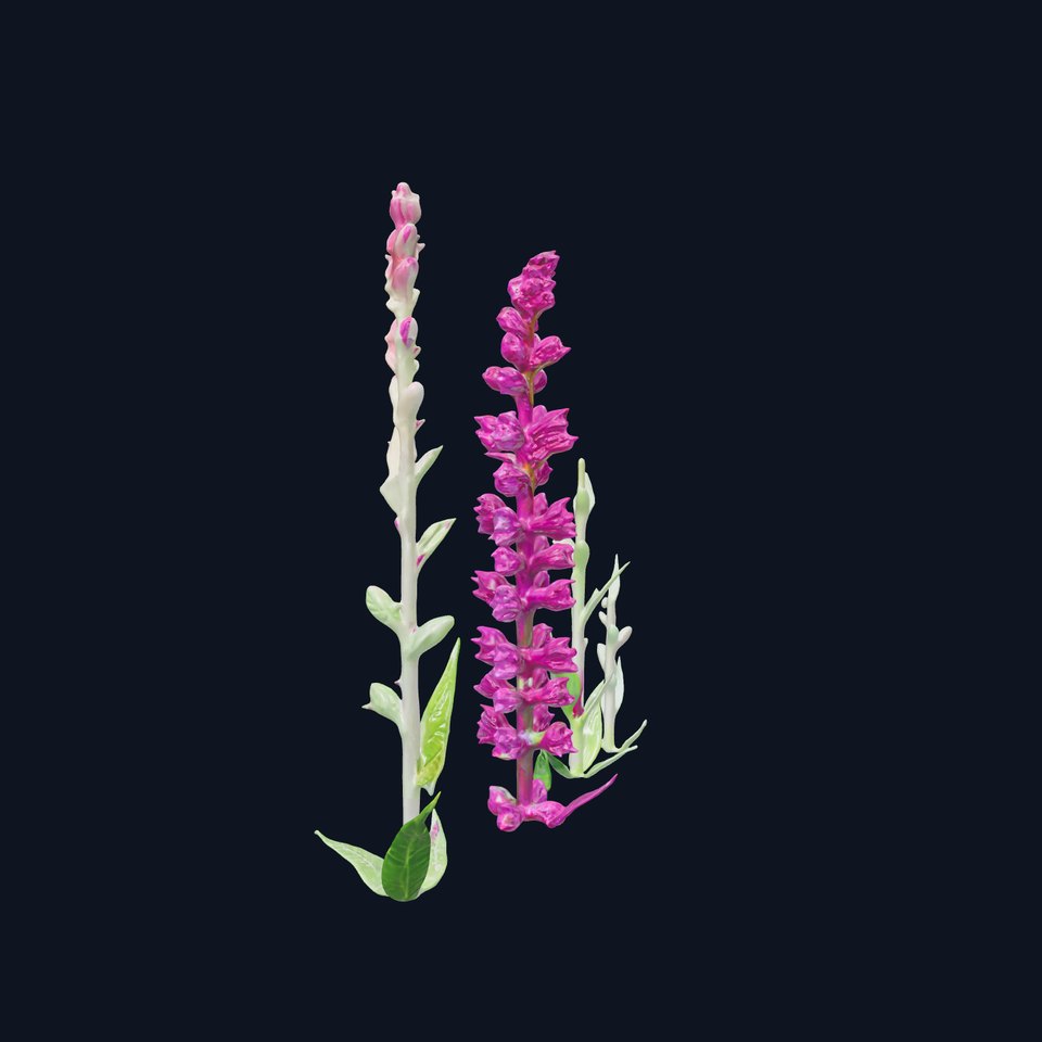 Vibrant Pink Flower Model Pack for D Environments and Games