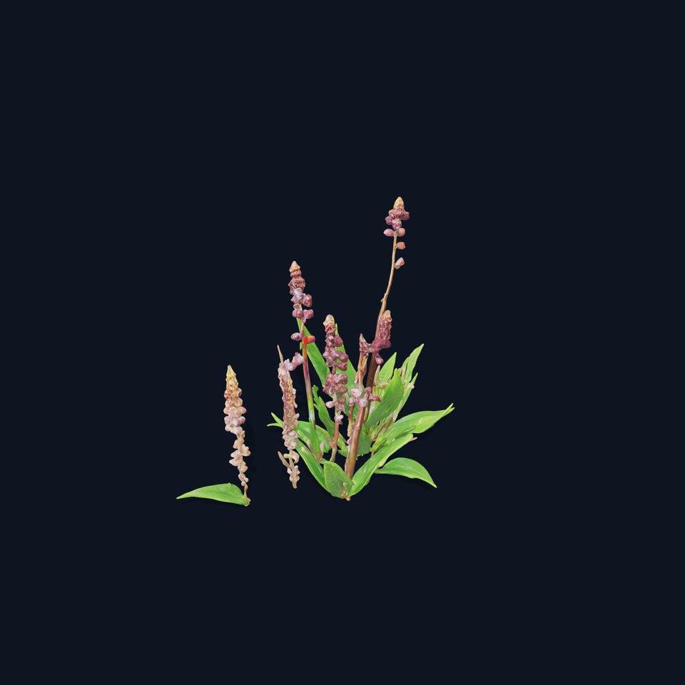 Violet Flower Collection D Model Pack viewer poster