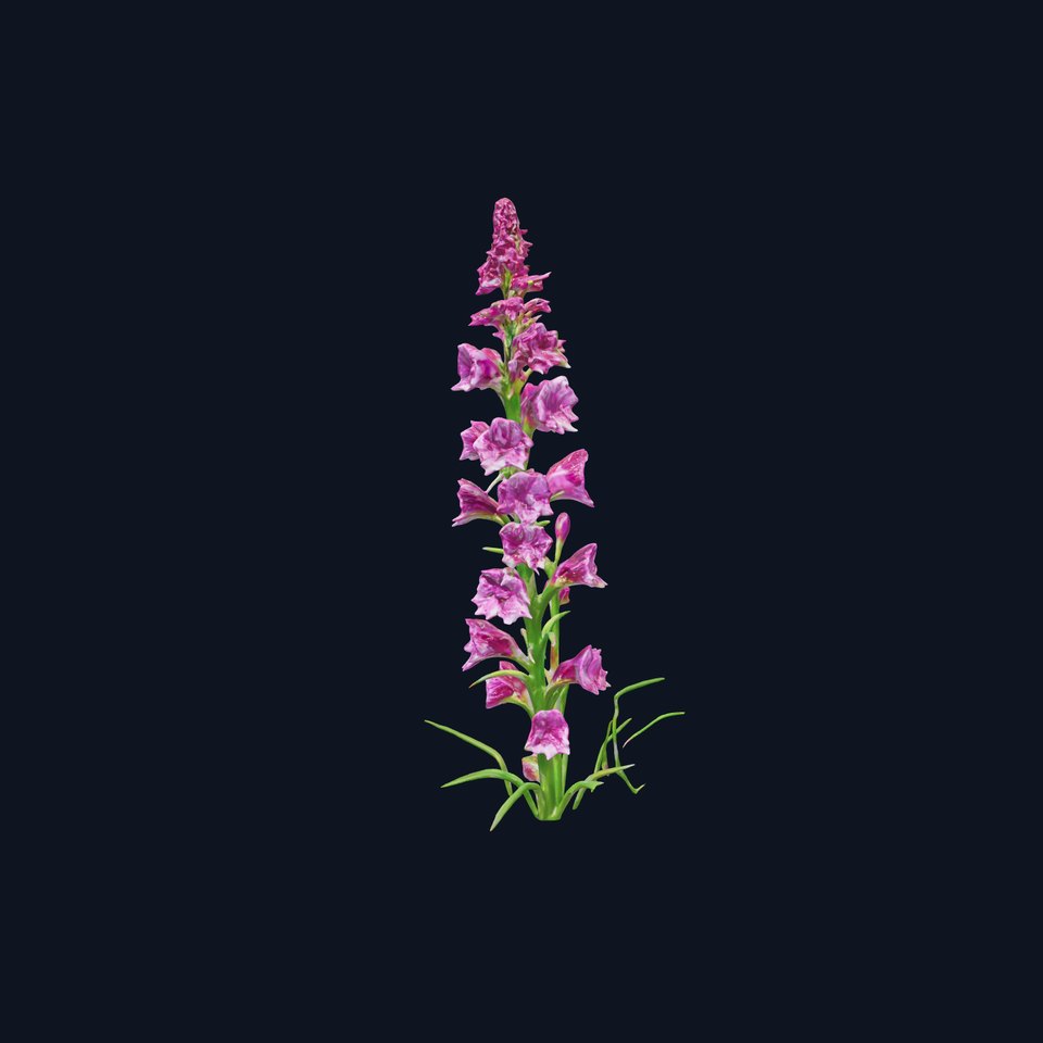 Purple Flower Model Pack for Rendering and Game Engines