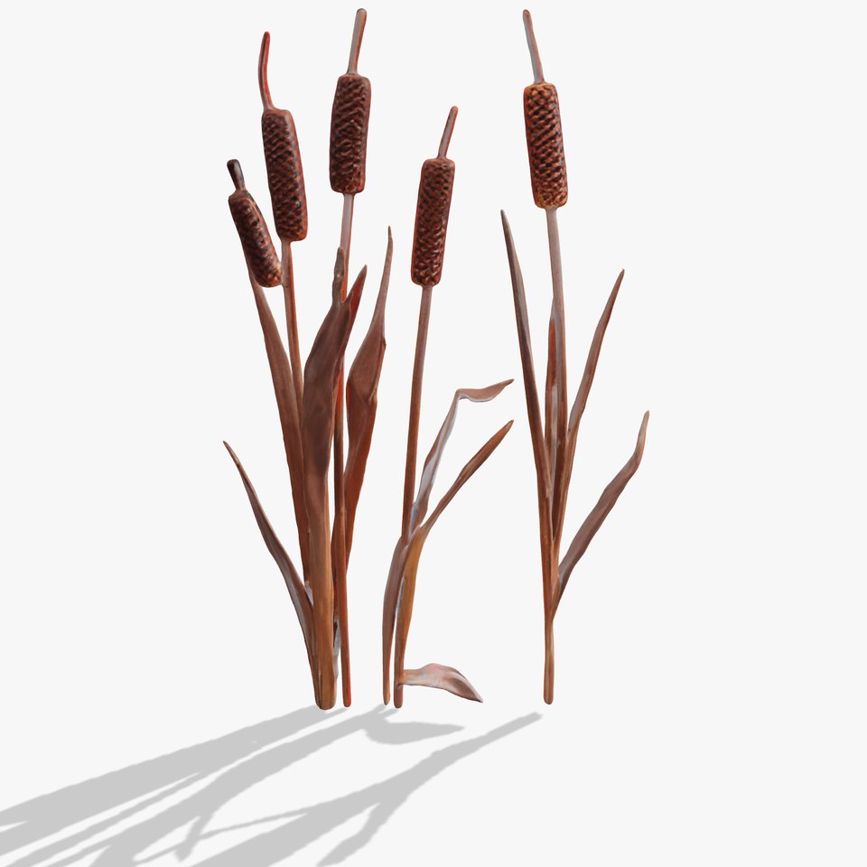 Cattail Plants D Model Pack
