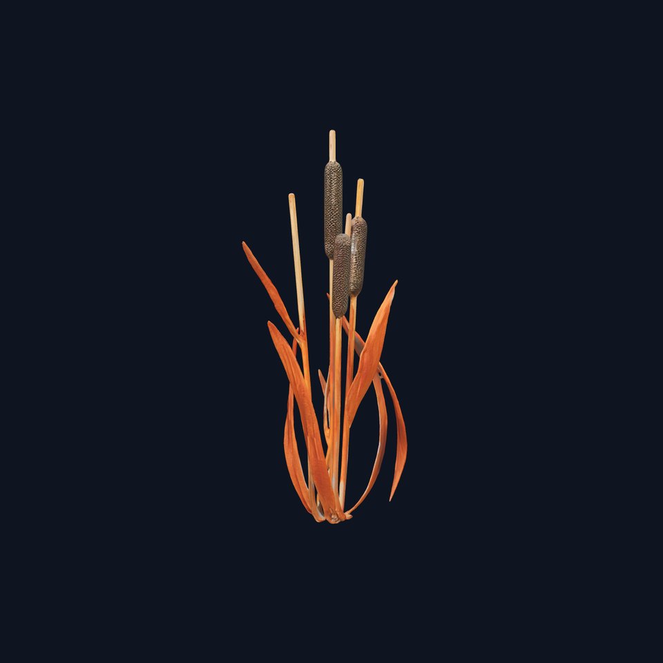 Cattail Plant Model Pack for Environment and Games