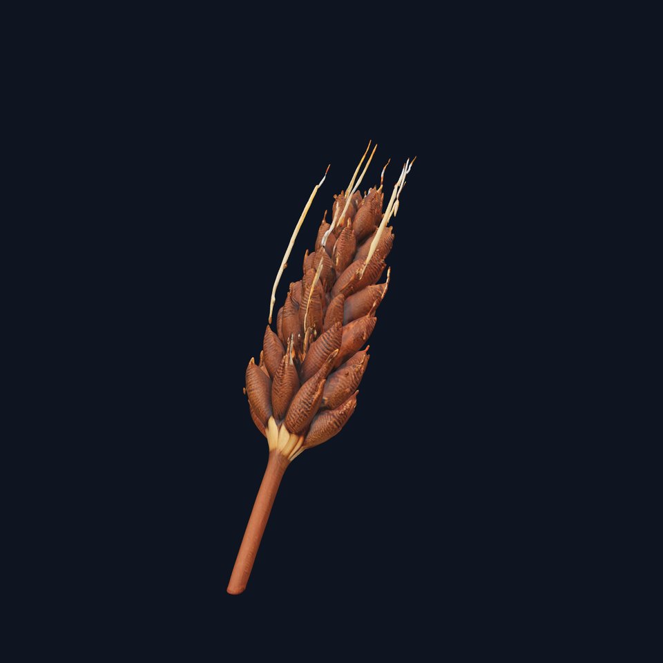 Realistic Wheat Ear D Model Pack
