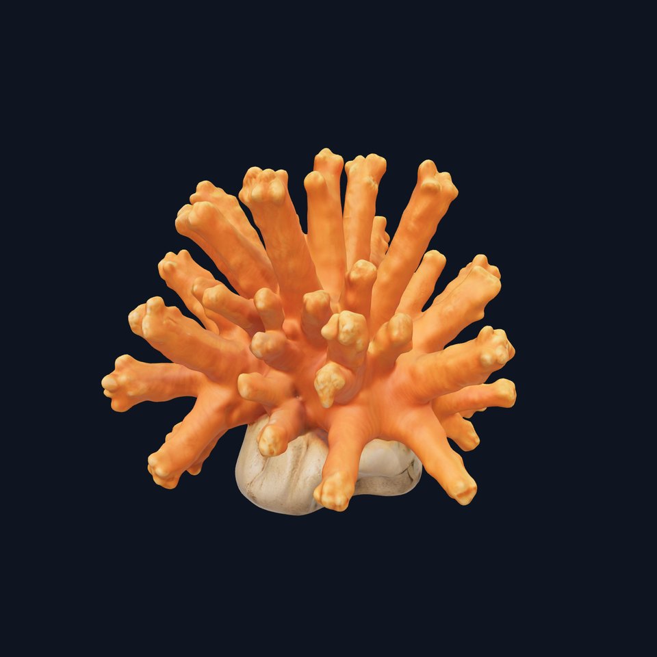 Realistic Coral Reef Model Pack