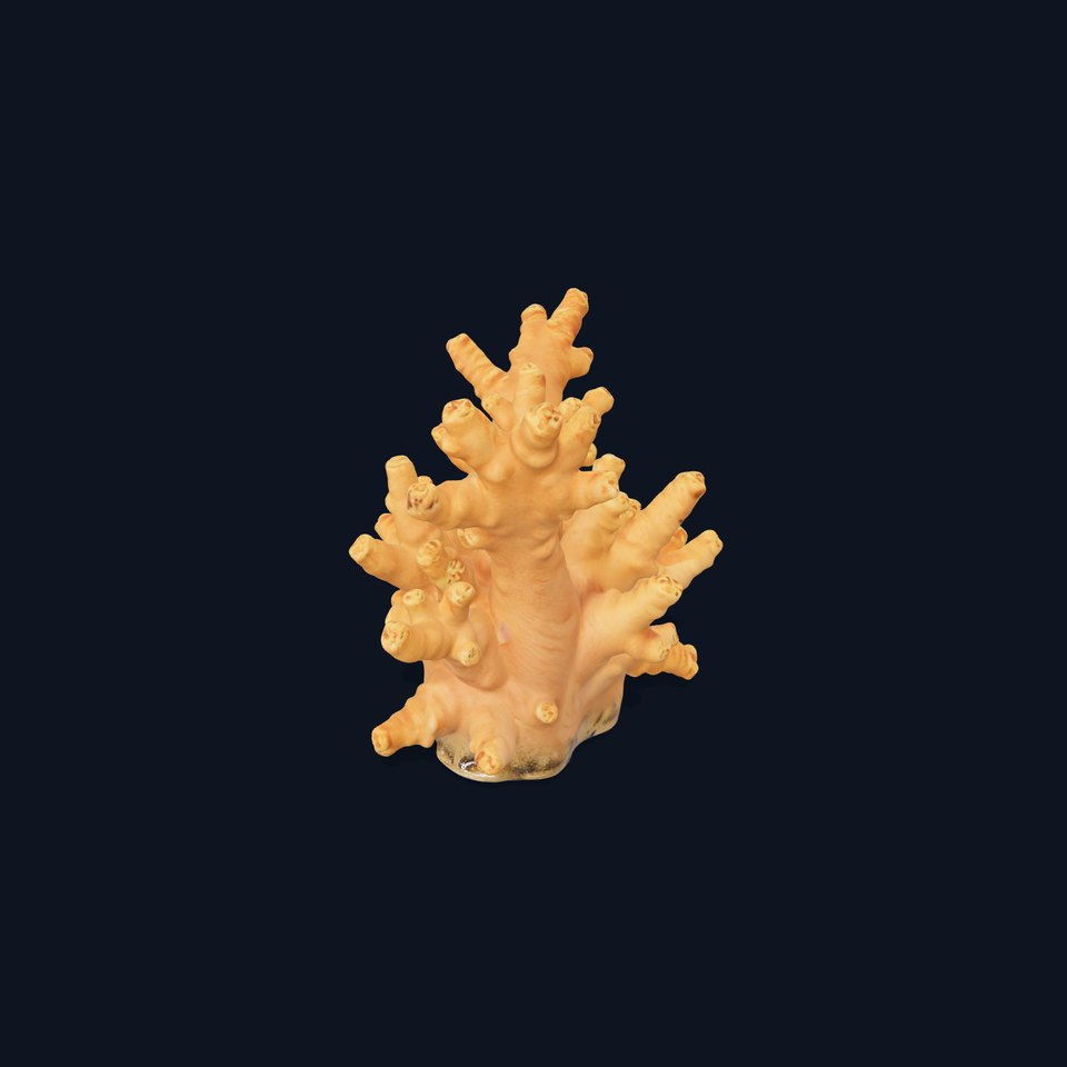 Realistic Coral Reef Model Pack