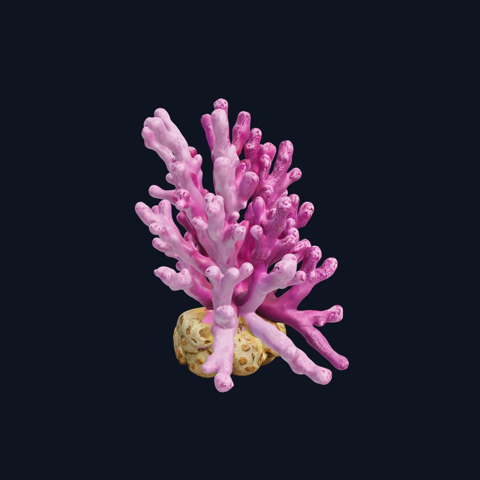 Vibrant Coral Reef Model Pack