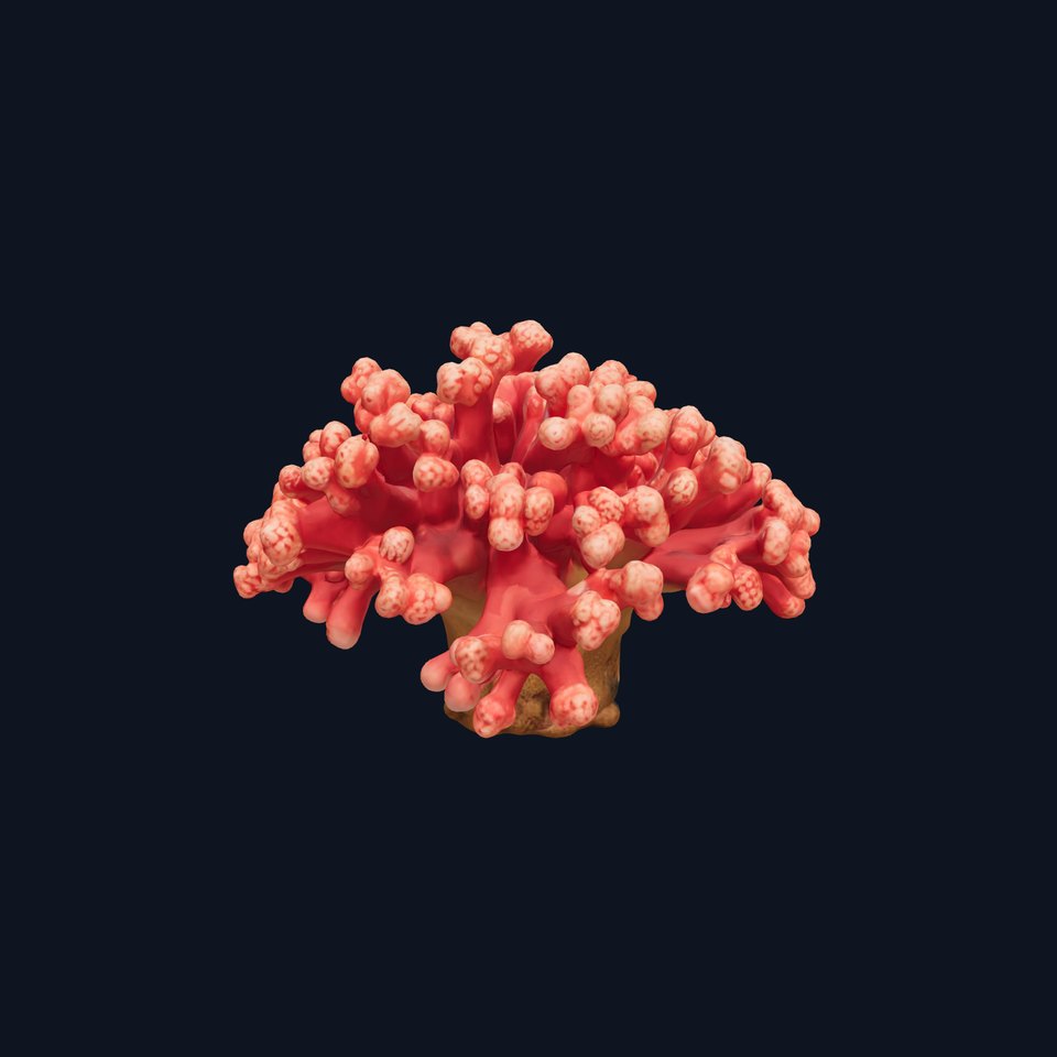 Coral Reef Model Pack with Detailed Textures for D Environments