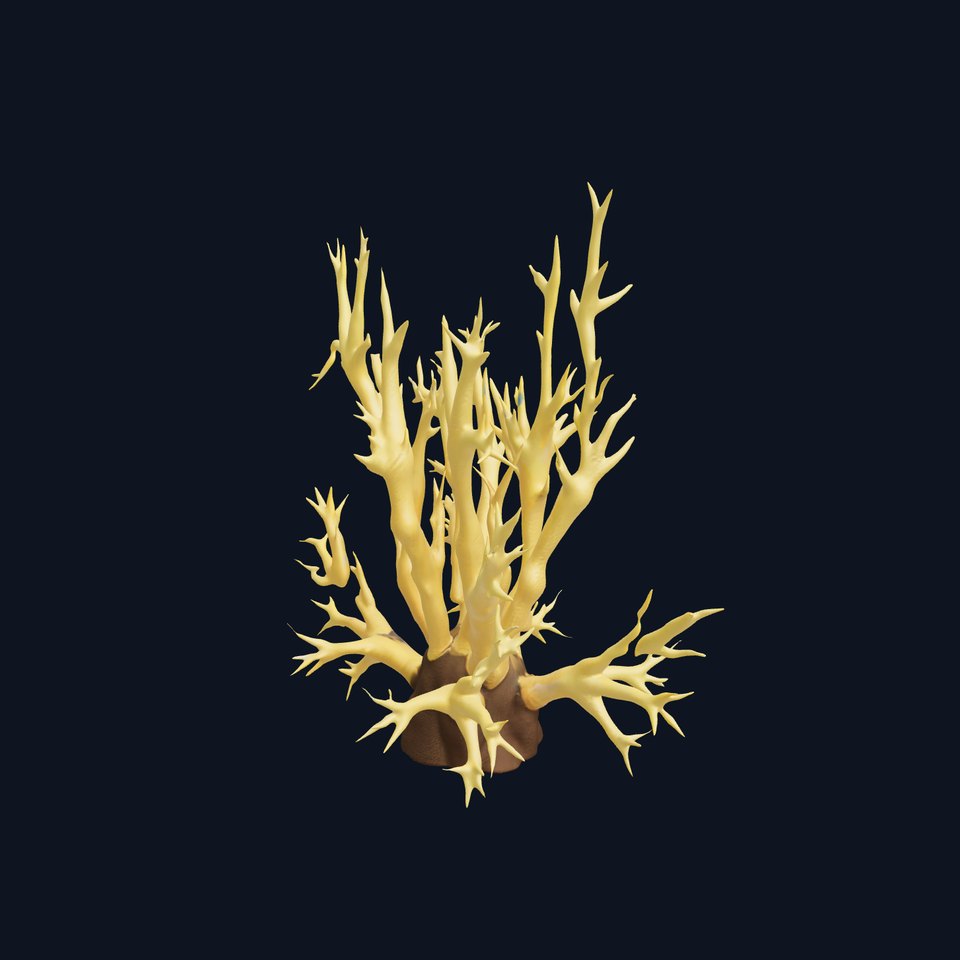 Realistic Coral Model Pack for Marine Environments