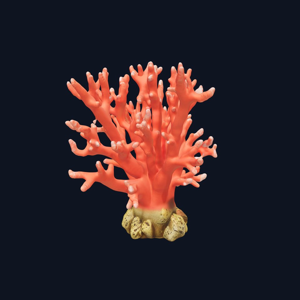 Pink Coral Reef D Model Pack
