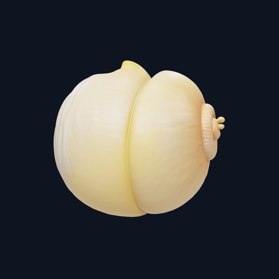 Elegant Seashell Model Pack for D Rendering and Game Design